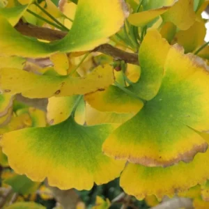 Ginkgo Biloba Live Plant – 8 Inch Tall Seedling in 4 Inch Pot – Hardy Deciduous Tree - Image 3