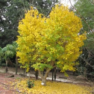 Ginkgo Biloba Live Plant – 8 Inch Tall Seedling in 4 Inch Pot – Hardy Deciduous Tree - Image 5