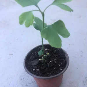 Ginkgo Biloba Live Plant – 8 Inch Tall Seedling in 4 Inch Pot – Hardy Deciduous Tree - Image 6