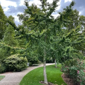 Ginkgo Biloba Live Plant – 8 Inch Tall Seedling in 4 Inch Pot – Hardy Deciduous Tree - Image 7