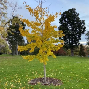 Ginkgo Biloba Live Plant – 8 Inch Tall Seedling in 4 Inch Pot – Hardy Deciduous Tree - Image 8
