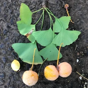 Ginkgo Biloba Live Plant – 8 Inch Tall Seedling in 4 Inch Pot – Hardy Deciduous Tree - Image 9