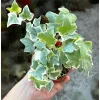 Glacier English Ivy Live Plant – Hedera Helix Variegated Trailing Vine 4" Pot Indoor/Outdoor - Image 1