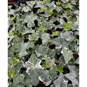 Glacier English Ivy Live Plant – Hedera Helix Variegated Trailing Vine 4" Pot Indoor/Outdoor - Image 2