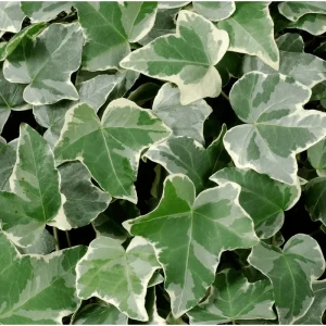 Glacier English Ivy Live Plant – Hedera Helix Variegated Trailing Vine 4