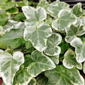 Glacier English Ivy Live Plant – Hedera Helix Variegated Trailing Vine 4