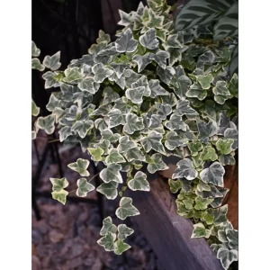 Glacier English Ivy Live Plant – Hedera Helix Variegated Trailing Vine 4