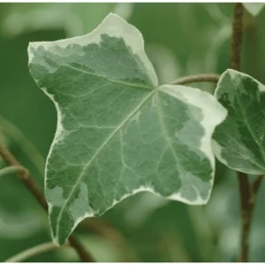 Glacier English Ivy Live Plant – Hedera Helix Variegated Trailing Vine 4