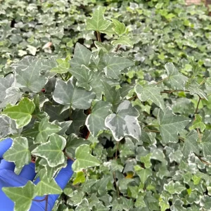 Glacier English Ivy Live Plant - Variegated Climbing Trailing Houseplant - Image 2
