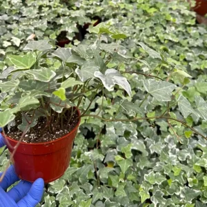 Glacier English Ivy Live Plant - Variegated Climbing Trailing Houseplant - Image 3