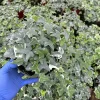 Glacier English Ivy Live Plant - Variegated Climbing Trailing Houseplant - Image 1