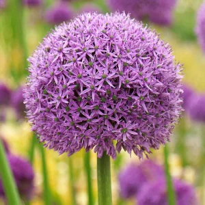 Gladiator Allium Bulb - Giant Garlic Clove - Fresh Harvest USA Perennial - Image 2
