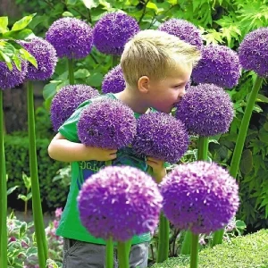 Gladiator Allium Bulb - Giant Garlic Clove - Fresh Harvest USA Perennial - Image 1