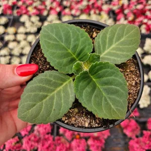 Gloxinia Live Plant Starter, Mystery Color, 5 Inch Pot - Potted Houseplant - Image 2