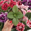 Gloxinia Live Plant Starter, Mystery Color, 5 Inch Pot - Potted Houseplant - Image 1