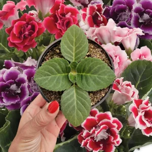 Gloxinia Live Plant Starter, Mystery Color, 5 Inch Pot - Potted Houseplant - Image 1
