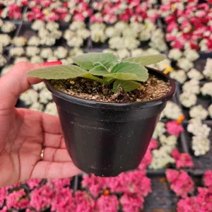 Gloxinia Live Plant Starter, Mystery Color, 5 Inch Pot - Potted Houseplant - Image 3