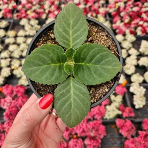 Gloxinia Live Plant Starter, Mystery Color, 5 Inch Pot - Potted Houseplant - Image 4