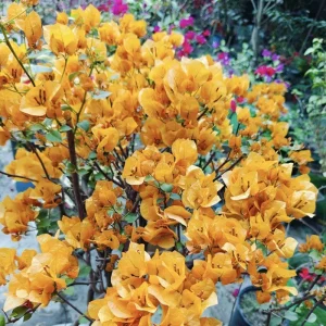 Gold Bougainvillea Live Plant 5-7 Inch Tall - Climbing Outdoor Vine - Image 10