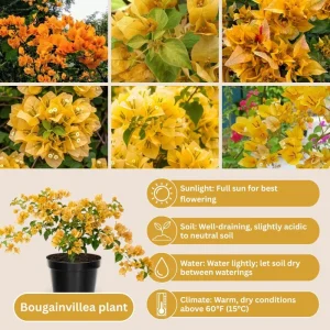 Gold Bougainvillea Live Plant 5-7 Inch Tall - Climbing Outdoor Vine - Image 2
