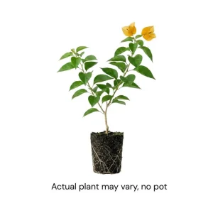 Gold Bougainvillea Live Plant 5-7 Inch Tall - Climbing Outdoor Vine - Image 3