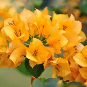 Gold Bougainvillea Live Plant 5-7 Inch Tall - Climbing Outdoor Vine - Image 4