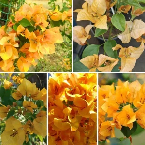 Gold Bougainvillea Live Plant 5-7 Inch Tall - Climbing Outdoor Vine - Image 5