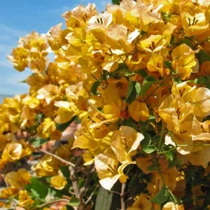 Gold Bougainvillea Live Plant 5-7 Inch Tall - Climbing Outdoor Vine - Image 6