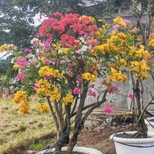 Gold Bougainvillea Live Plant 5-7 Inch Tall - Climbing Outdoor Vine - Image 7