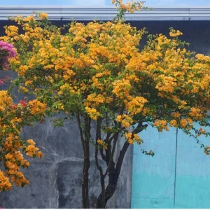 Gold Bougainvillea Live Plant 5-7 Inch Tall - Climbing Outdoor Vine - Image 8