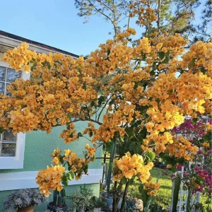 Gold Bougainvillea Live Plant 5-7 Inch Tall - Climbing Outdoor Vine - Image 9