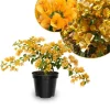 Gold Bougainvillea Live Plant 5-7 Inch Tall - Climbing Outdoor Vine - Image 1