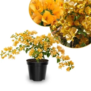 Gold Bougainvillea Live Plant 5-7 Inch Tall - Climbing Outdoor Vine - Image 1