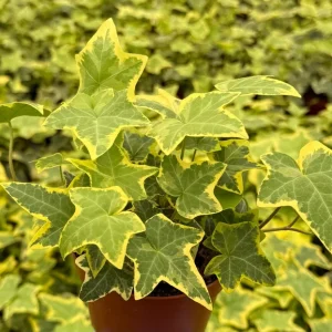 Gold Child Ivy Live Plant – 4 Inch Pot – Indoor Houseplant - Image 2
