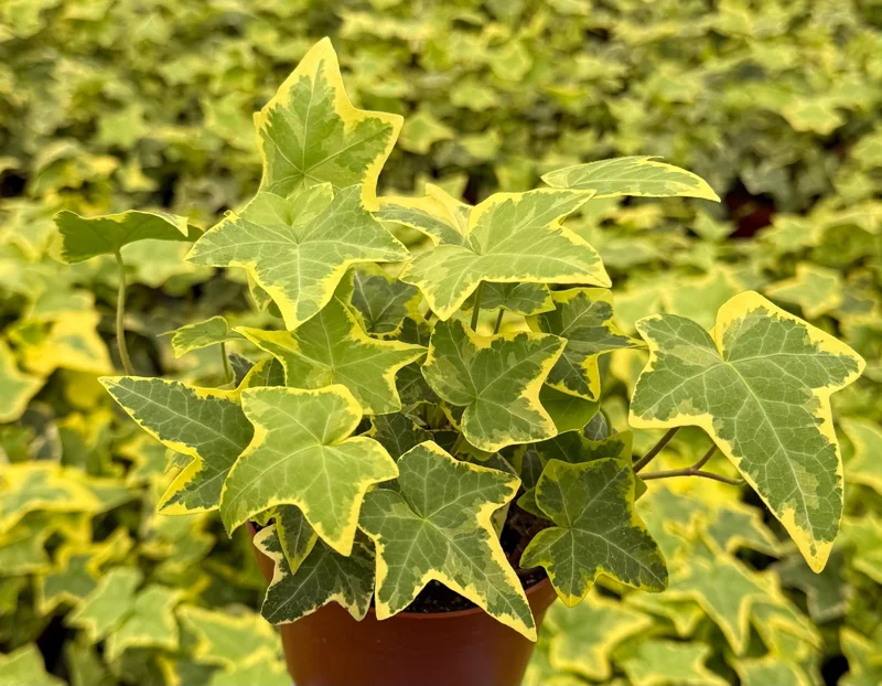Gold Child Ivy Live Plant – 4 Inch Pot – Indoor Houseplant - Image 2