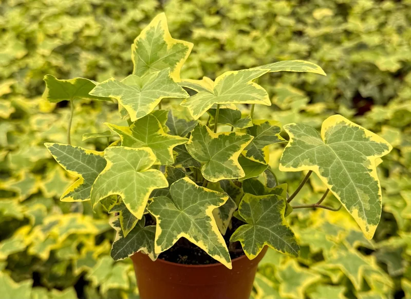 Gold Child Ivy Live Plant – 4 Inch Pot – Indoor Houseplant - Image 3
