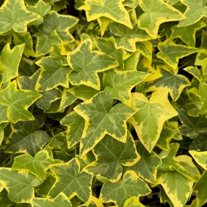 Gold Child Ivy Live Plant – 4 Inch Pot – Indoor Houseplant - Image 5