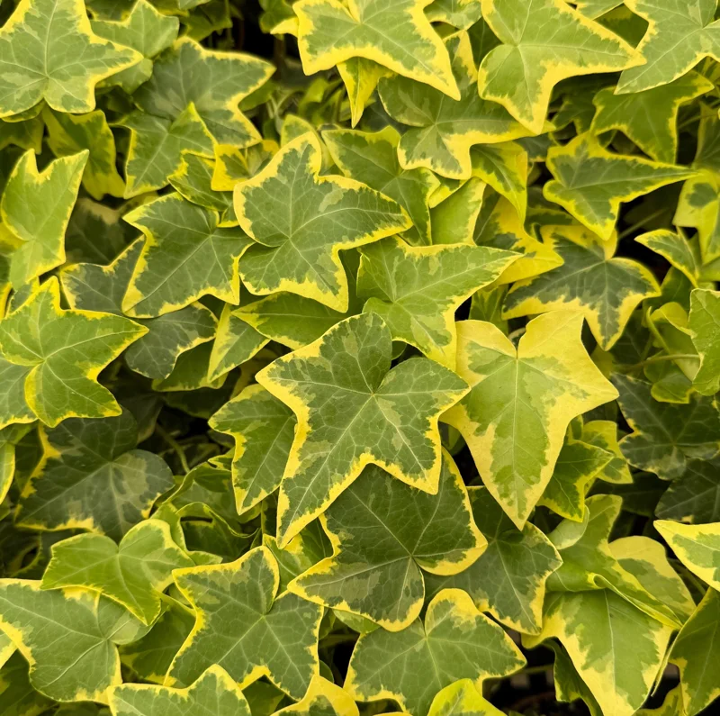 Gold Child Ivy Live Plant – 4 Inch Pot – Indoor Houseplant - Image 5