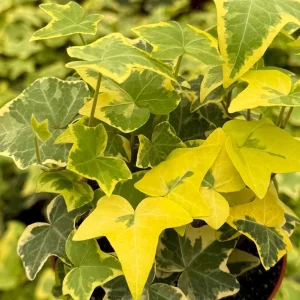 Gold Child Ivy Live Plant – 4 Inch Pot – Indoor Houseplant - Image 1
