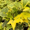 Gold Child Ivy Live Plant – Hedera Helix Pothos – 4 Inch Pot – Indoor/Outdoor - Image 1