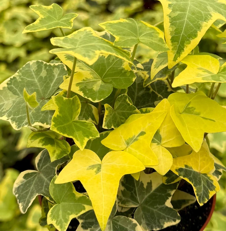 Gold Child Ivy Live Plant – Hedera Helix Pothos – 4 Inch Pot – Indoor/Outdoor - Image 1