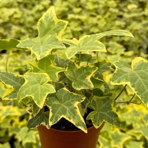 Gold Child Ivy Live Plant – Hedera Helix Pothos – 4 Inch Pot – Indoor/Outdoor - Image 3