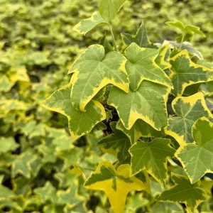 Gold Child Ivy Live Plant – Hedera Helix Pothos – 4 Inch Pot – Indoor/Outdoor - Image 4