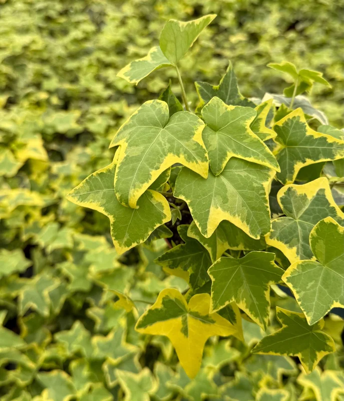 Gold Child Ivy Live Plant – Hedera Helix Pothos – 4 Inch Pot – Indoor/Outdoor - Image 4