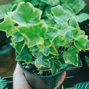 Gold Child Ivy Live Plant – Trailing Variegated Houseplant – Indoor Outdoor - Image 2