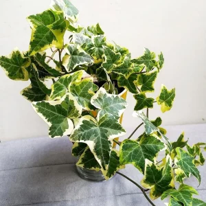Gold Child Ivy Live Plant – Trailing Variegated Houseplant – Indoor Outdoor - Image 3