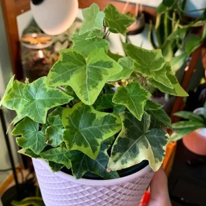 Gold Child Ivy Live Plant – Trailing Variegated Houseplant – Indoor Outdoor - Image 4