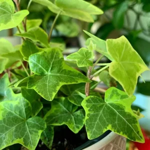 Gold Child Ivy Live Plant – Trailing Variegated Houseplant – Indoor Outdoor - Image 5