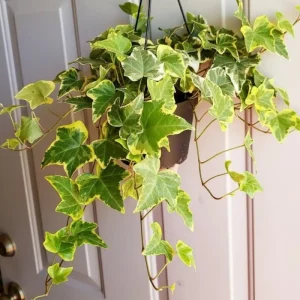 Gold Child Ivy Live Plant – Trailing Variegated Houseplant – Indoor Outdoor - Image 6