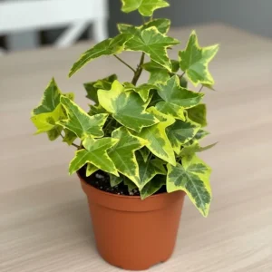 Gold Child Ivy Live Plant – Trailing Variegated Houseplant – Indoor Outdoor - Image 7